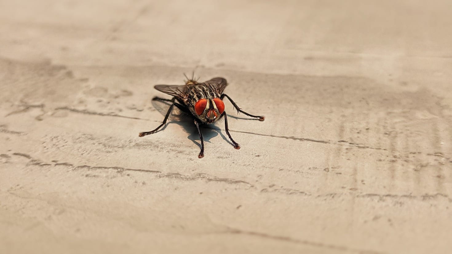 Top 10 Home Remedies for Fruit Fly Infestations