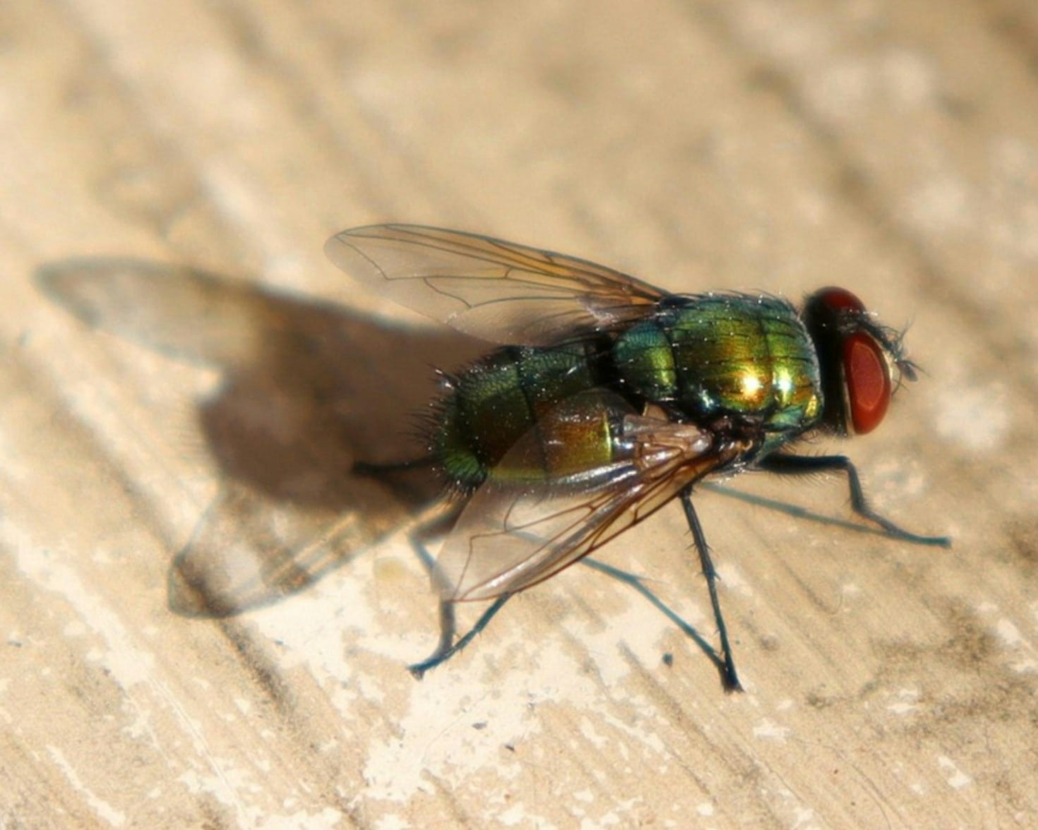 Troubleshooting Persistent Fly Infestation Issues